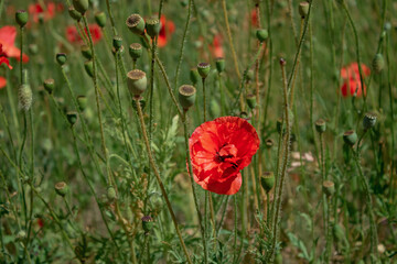 red poppy flower on green grass background