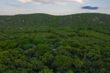 Fototapeta premium Aerial view of mountains covered with coniferous forests