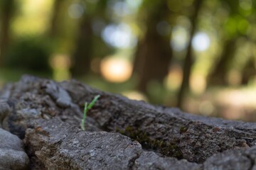 a green shoot that comes out of a fallen and dry tree
