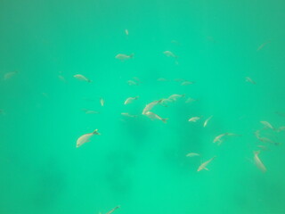 Poissons de lagon à Rangiroa, Polynésie française	