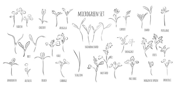 Big vector set of microgreens. Herbs - carrots, chicory, purslane, radishes, beets, shungiku, cabbage, kale, alfalfa, scallion, pac choi, broccoli, mustard, gress salad on white background, line.