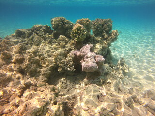 Fototapeta na wymiar Récif de corail du lagon bleu à Rangiroa, Polynésie française