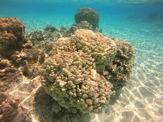 Récif de corail du lagon bleu à Rangiroa, Polynésie française