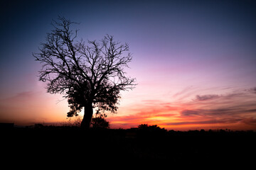 silhouette of a single tree at the left side of the framer at sunset with a red sky cloudy