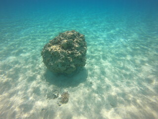 Patate de corail du lagon bleu à Rangiroa, Polynésie française