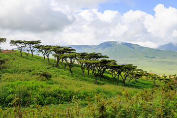 Fototapeta premium Paysage naturel de Tanzanie Serengeti