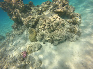 Corail du lagon bleu à Rangiroa, Polynésie française