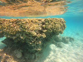 Corail du lagon bleu à Rangiroa, Polynésie française