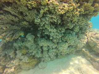 Corail du lagon bleu à Rangiroa, Polynésie française