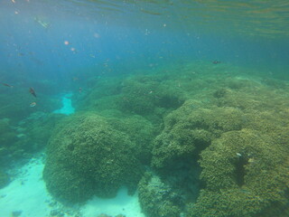 Naklejka na ściany i meble Récif corallien à Rangiroa, Polynésie française 
