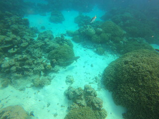Fototapeta na wymiar Fond marin de lagon à Rangiroa, Polynésie française 