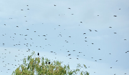 a flock of crows swung from the crown of a tree against the background of a blue sky