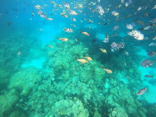 Fototapeta na wymiar Poissons de lagon à Rangiroa, Polynésie française