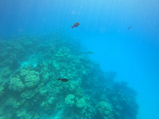 Lagon à Rangiroa, Polynésie française