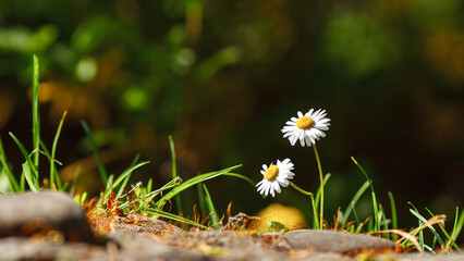 background, chamomile, chamomile flower, chamomile flowers, daisy, design, flora, floral, flower, garden, grass, green, natural, nature, spring, summer, sun, white, yellow