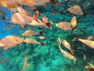 Fototapeta na wymiar Banc de poissons de lagon à Rangiroa, Polynésie française