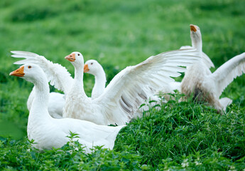 white geese on the green grass opened the wings attacking the lifting 
