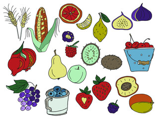 Vector color large set of fruits and berries for the harvest menu. Wheat ears, corn, grapefruit, lemon, figs, blackberries, raspberries, cherries, cherries, pomegranates, pears, strawberries