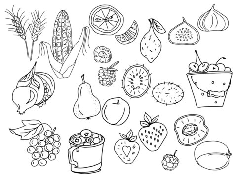 Vector large set of doodle fruits and berries for the harvest menu. Wheat ears, corn, grapefruit, lemon, figs, blackberries, raspberries, cherries, cherries, pomegranates, pears, strawberries, peaches