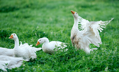  white geese eat green grass on nature field gander protects 
