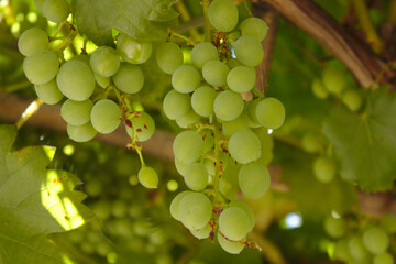 Grapes