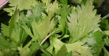 The beautiful leaves of celery. Widely used in broths, giving an incredible flavor to the preparation.