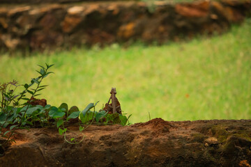 A chameleon in the garden.