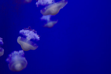 Fototapeta premium Meduse