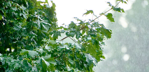 nature fresh green leaf branch under havy rain in rainy season