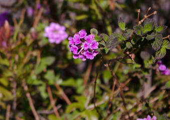 Fiori lillà