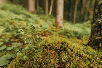 A close up of a tree