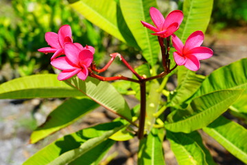 Fragrant blossoms of white and pink frangipani flowers, also called plumeria and melia
