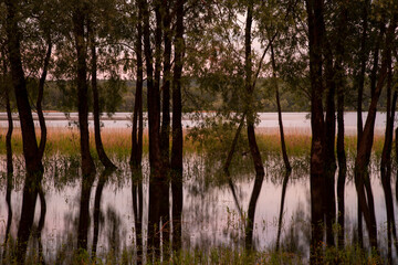 Obraz premium Willows grow out of the water, trunks reflected in the lake, lit by the setting sun.