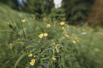 A close up of a flower