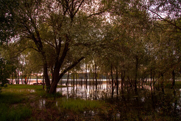 Willows grow out of the water, trunks reflected in the lake, lit by the setting sun.