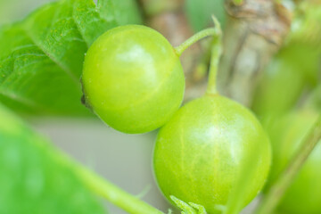 Defocused floral nature green background with currant. Cultivating of vegetables, agriculture concept. Ecological harvesting. Summer, spring season concept. Nature abstract.