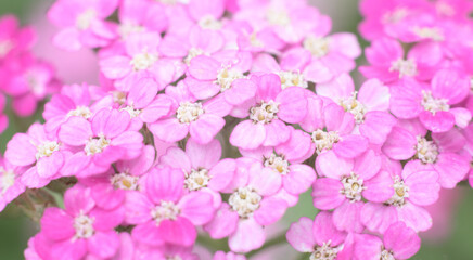 Fototapeta na wymiar Flower background with defocused pink flowers in summer garden. Summer, blossom season concept. Floral nature background, card, banner.