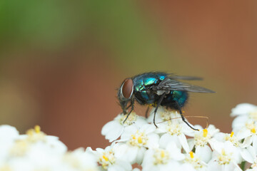 Defocused nature macro background with a green fly on the white flowers close up. Summer, blossom season concept. Floral nature background, card, banner.