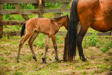 Mother and young horse