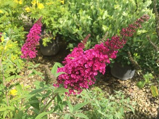 Butterfly Bush