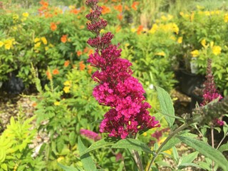 Butterfly Bush