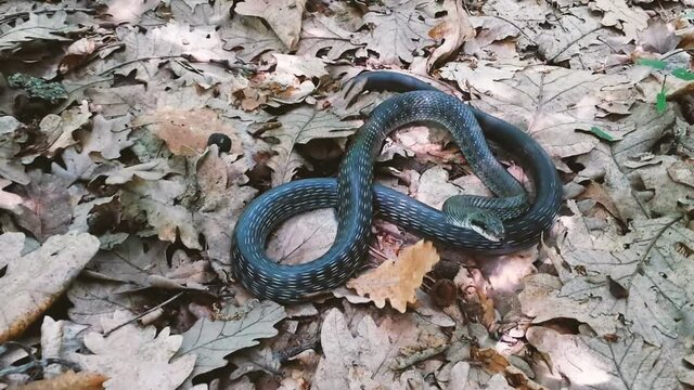 The snake moves almost in place while her whole body is in motion due to the excitement and fear that has befallen the emitting warning sound.