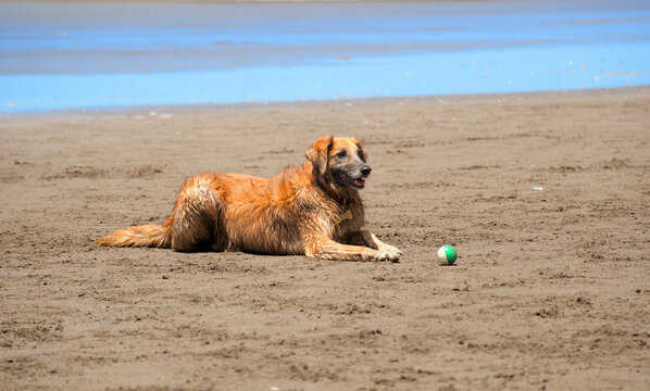 perro, playa, animal, mascota, mar, arena, acu&aacute;tico, pastor, naturaleza, canino, cuca, mascota, perro cobrador, mam&iacute;fero, alemana, animal, verano, oce&aacute;no, caf&eacute;, cachorro, carrera a pie, dorada, jugada
