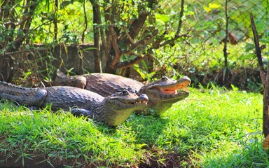 alligator in the swamp