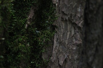 bark of a tree