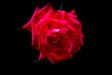 Rose rouge hypnose