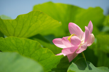 Fototapeta premium 満開の蓮