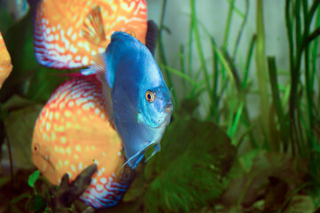 Paletki / Dyskowce - ryby akwariowe © Izabela