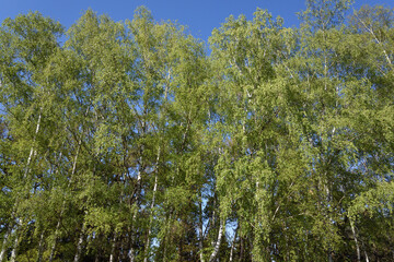 blue sky and birch trees