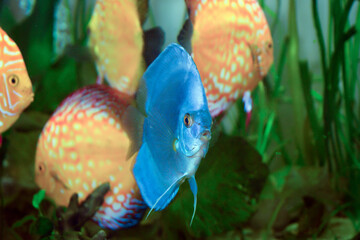 Paletki / Dyskowce - ryby akwariowe © Izabela